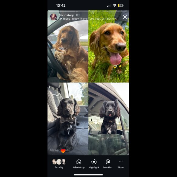 Cocker Spaniel (Working &amp; Show) - Both