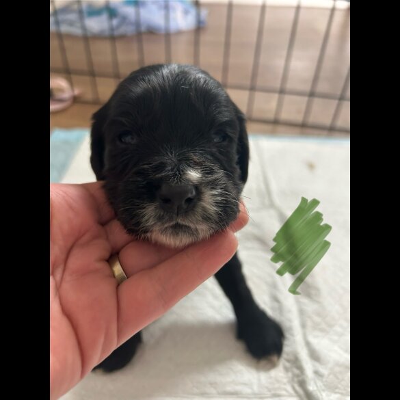 Cocker Spaniel (Working &amp; Show) - Both