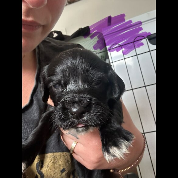 Cocker Spaniel (Working &amp; Show) - Both