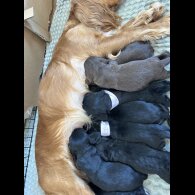 Cocker Spaniel (Working &amp; Show) - Both