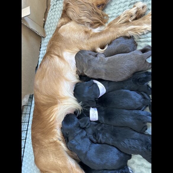 Cocker Spaniel (Working &amp; Show) - Both