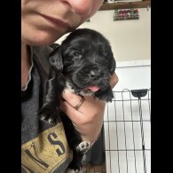 Cocker Spaniel (Working &amp; Show) - Both
