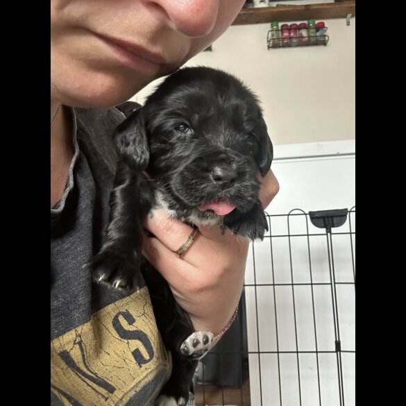 Cocker Spaniel (Working &amp; Show) - Both