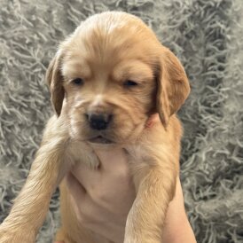 Cocker Spaniel (Working &amp; Show) - Both