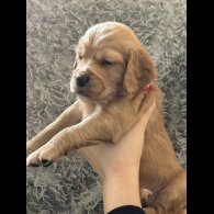 Cocker Spaniel (Working &amp; Show) - Both
