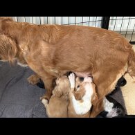 Cocker Spaniel (Working &amp; Show) - Both