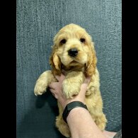 Cocker Spaniel (Working &amp; Show) - Dogs