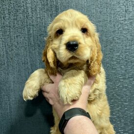Cocker Spaniel (Working &amp; Show) - Dogs