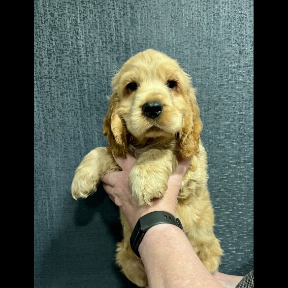 Cocker Spaniel (Working &amp; Show) - Dogs