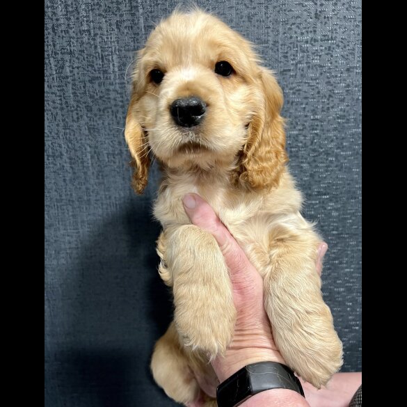 Cocker Spaniel (Working &amp; Show) - Dogs