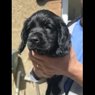 Cocker Spaniel (Working &amp; Show) - Both