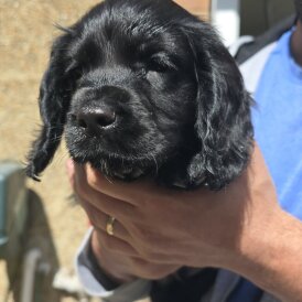Cocker Spaniel (Working &amp; Show) - Both