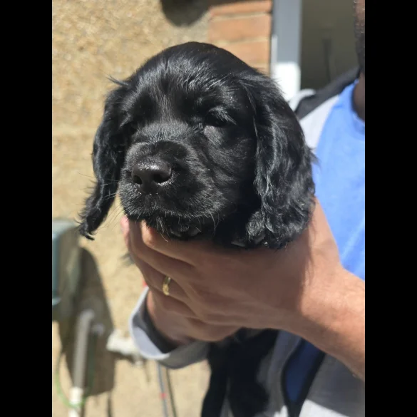 Cocker Spaniel (Working &amp; Show) - Both