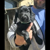 Cocker Spaniel (Working &amp; Show) - Both
