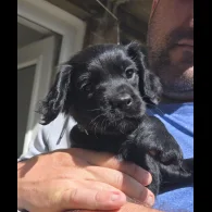 Cocker Spaniel (Working &amp; Show) - Both