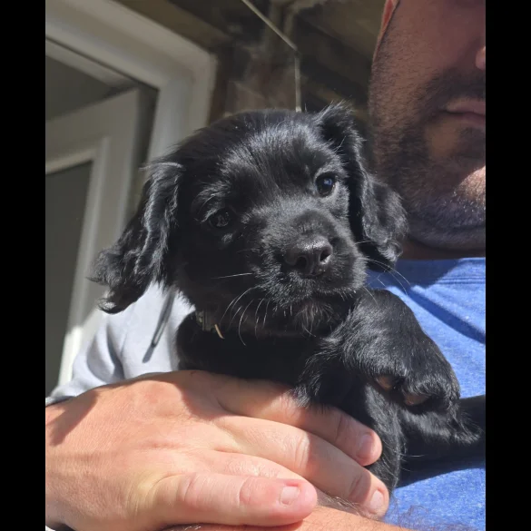 Cocker Spaniel (Working &amp; Show) - Both