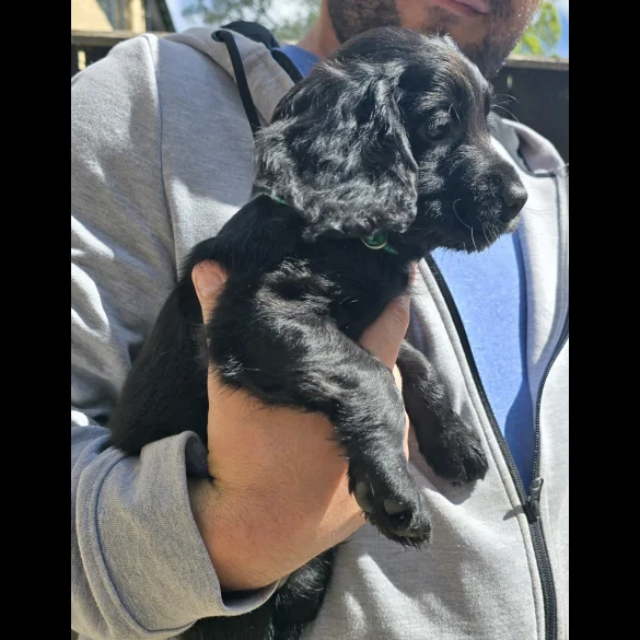 Cocker Spaniel (Working &amp; Show) - Both