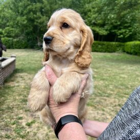 Cocker Spaniel (Working &amp; Show) - Dogs