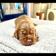 Cocker Spaniel (Working &amp; Show) - Both