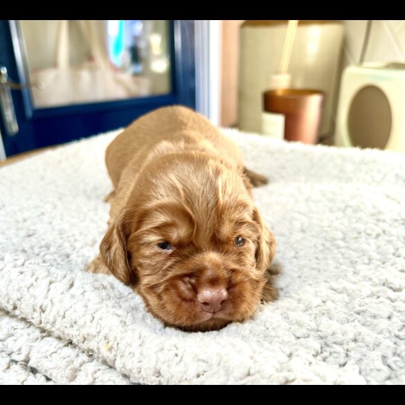 Cocker Spaniel (Working &amp; Show) - Both
