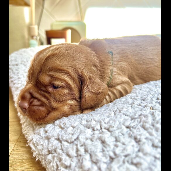 Cocker Spaniel (Working &amp; Show) - Both