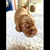 Cocker Spaniel (Working &amp; Show) - Both