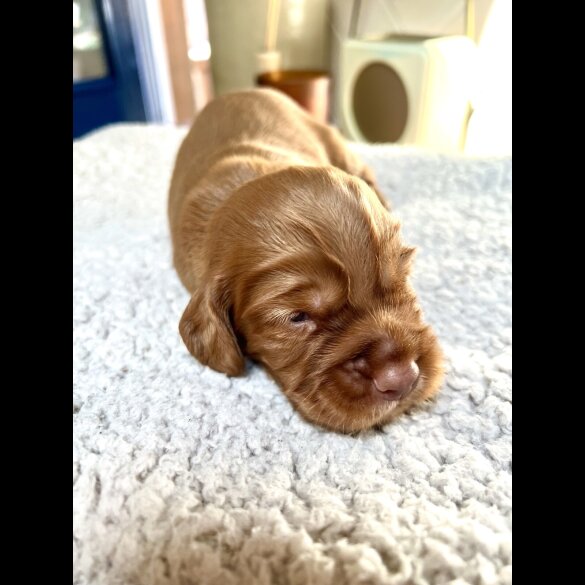 Cocker Spaniel (Working &amp; Show) - Both
