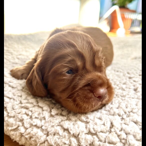 Cocker Spaniel (Working &amp; Show) - Both