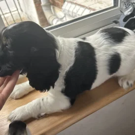 Cocker Spaniel (Working &amp; Show) - Both