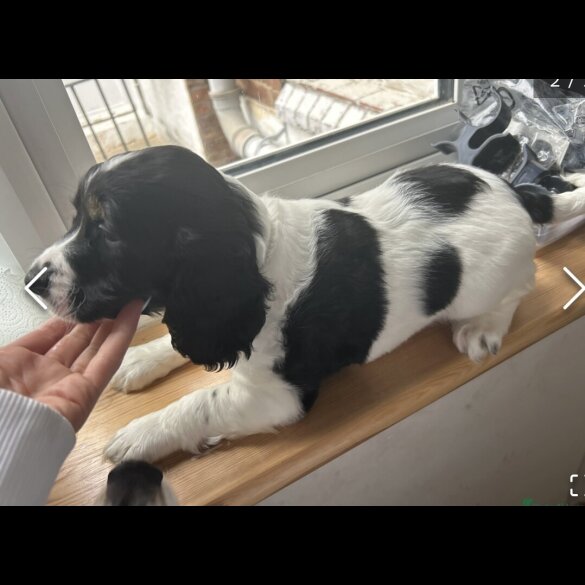 Cocker Spaniel (Working &amp; Show) - Both
