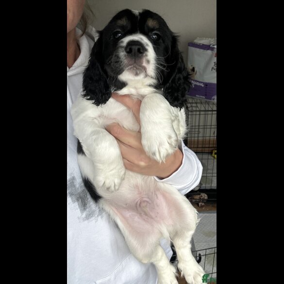 Cocker Spaniel (Working &amp; Show) - Both