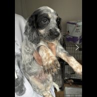 Cocker Spaniel (Working &amp; Show) - Both