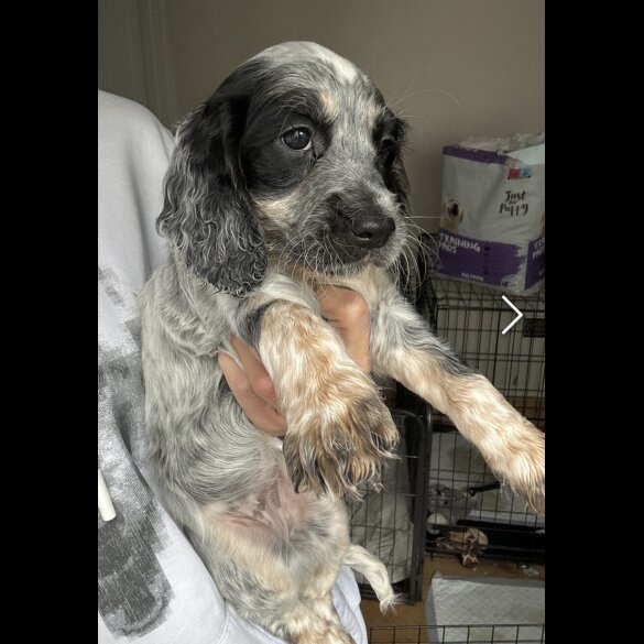 Cocker Spaniel (Working &amp; Show) - Both