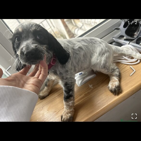 Cocker Spaniel (Working &amp; Show) - Both