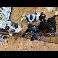 Cocker Spaniel (Working &amp; Show) - Both