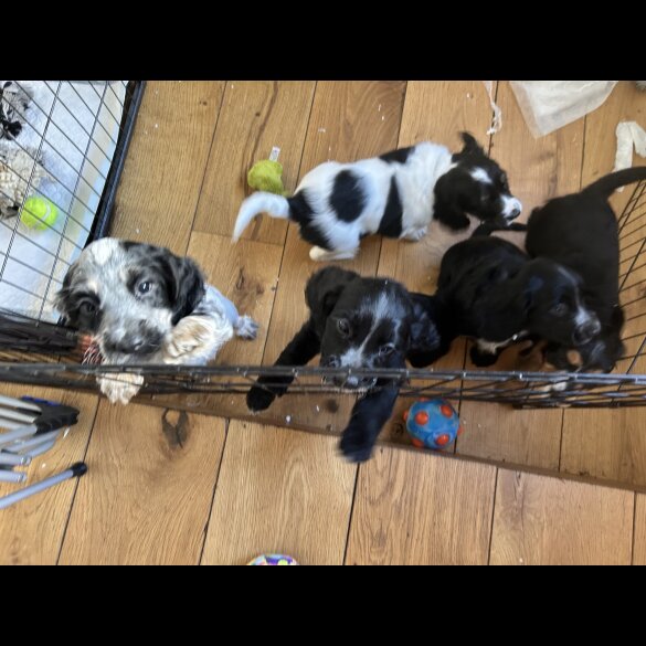 Cocker Spaniel (Working &amp; Show) - Both