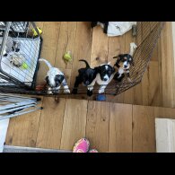 Cocker Spaniel (Working &amp; Show) - Both