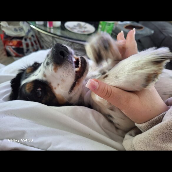 Cocker Spaniel (Working &amp; Show) - Both