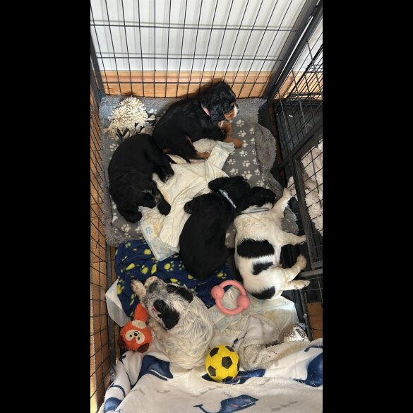 Cocker Spaniel (Working &amp; Show) - Both