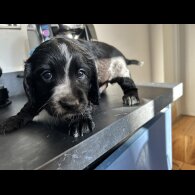 Cocker Spaniel (Working &amp; Show) - Both