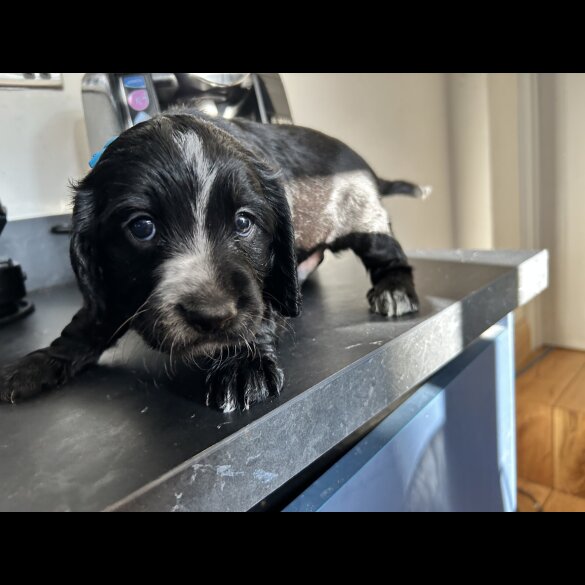 Cocker Spaniel (Working &amp; Show) - Both