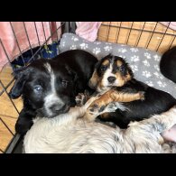 Cocker Spaniel (Working &amp; Show) - Both