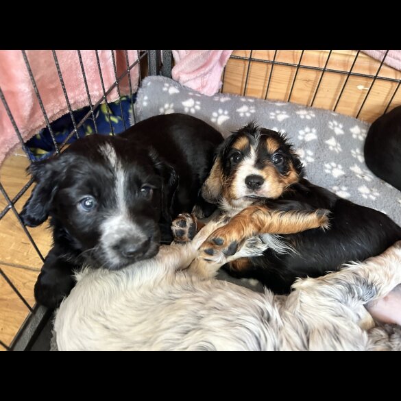 Cocker Spaniel (Working &amp; Show) - Both