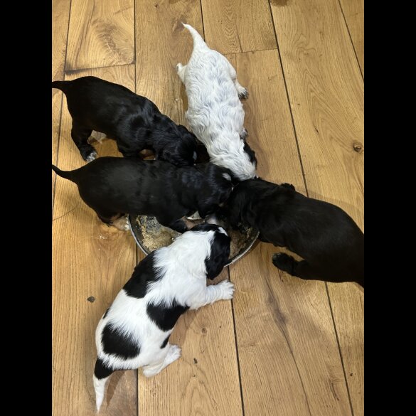Cocker Spaniel (Working &amp; Show) - Both