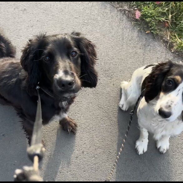 Cocker Spaniel (Working &amp; Show) - Both