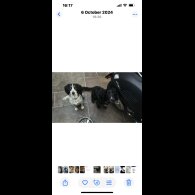 Cocker Spaniel (Working &amp; Show) - Both