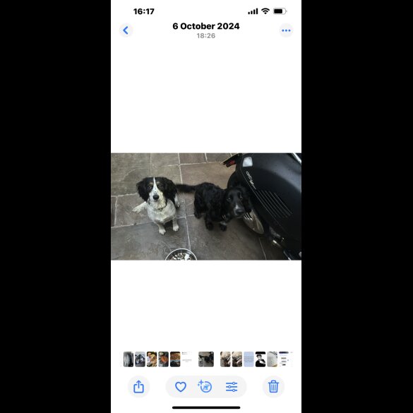 Cocker Spaniel (Working &amp; Show) - Both