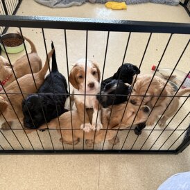 Cocker Spaniel (Working &amp; Show) - Both