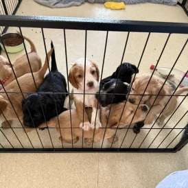 Cocker Spaniel (Working &amp; Show) - Both