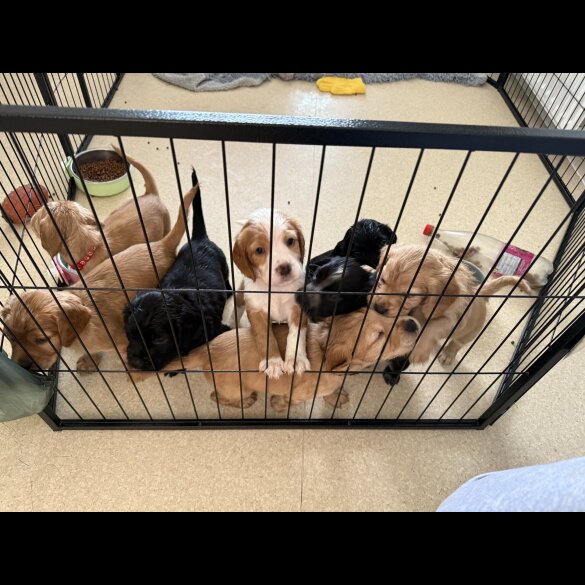 Cocker Spaniel (Working &amp; Show) - Both